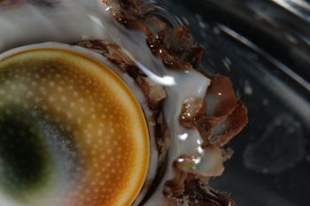 Media type: image;   Malacology 393771 Description: live specimen;